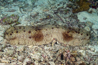 Thelenota anax (Amberfish Sea Cucumber)