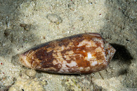 Conus striatus (Striate Cone)