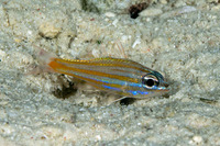 Ostorhinchus rubrimacula (Rubyspot Cardinalfish)