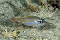 Ostorhinchus rubrimacula (Rubyspot Cardinalfish)