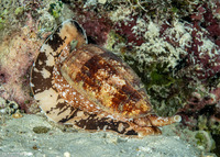 Conus geographus (Geography Cone)