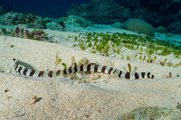 Myrichthys colubrinus (Harlequin Snake Eel)