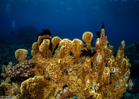 Millepora sp.2 (Plate Fire Coral)
