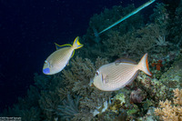 Xanthichthys auromarginatus (Gilded Triggerfish)