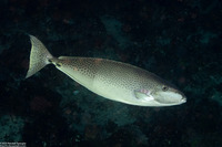 Naso lopezi (Slender Unicornfish)