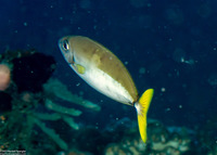 Naso minor (Blackspine Unicornfish)