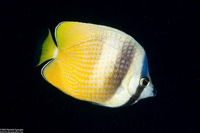 Chaetodon kleinii (Blacklip Butterflyfish)