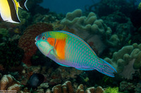 Chlorurus bowersi (Bower's Parrotfish)