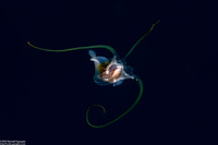Cavolinia tridentata (Pteropod)
