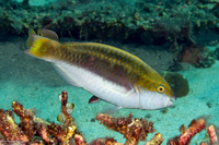 Scarus chameleon (Chameleon Parrotfish)