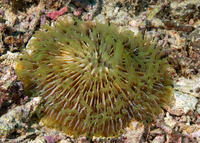 Fungia fungites (Common Mushroom Coral)
