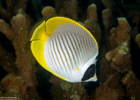 Chaetodon adiergastos (Panda Butterflyfish)