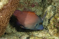 Pervagor melanocephalus (Blackheaded Filefish)