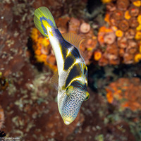 Paraluteres prionurus (Mimic Filefish)