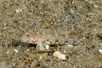 Istigobius ornatus (Ornate Sandgoby)