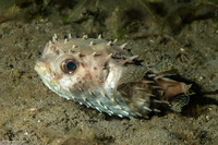 Cyclichthys orbicularis (Orbicular Burrfish)