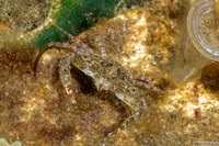 Thalamita gatavakensis (Speckled Swimming Crab)