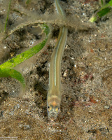 Ariosoma scheelei (Shleele’s Conger)
