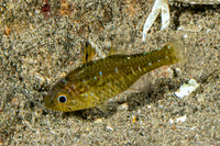 Ostorhinchus hoevenii (Frostfin Cardinalfish)