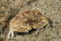 Calappa capellonis (Elongated Box Crab)