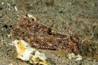 Aplysia parvula (Freckled Sea Hare)