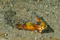 Conus vitulinus (Veal Cone)