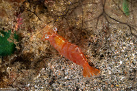 Processidae sp.1 (Night Shrimp)