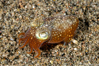Sepiadarium kochi (Tropical Bobtail Squid)