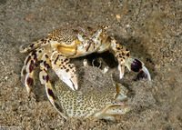 Ashtoret lunaris (Moon Crab)