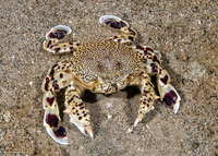 Ashtoret lunaris (Moon Crab)