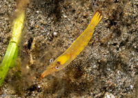Hayashidonus japonicus (Japanese Night Shrimp)