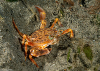 Trionectes tenuipes (Calfless Swimming Crab)