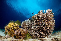 Heliopora coerulea (Blue Coral)
