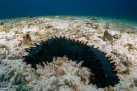 Stichopus chloronotus (Greenfish Sea Cucumber)