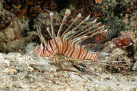 Pterois volitans (Red Lionfish)