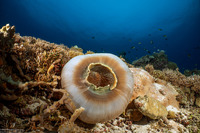 Amplexidiscus fenestrafer (Giant Cup Mushroom Coral)