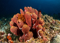 Theonella swinhoei (Brown Tube Sponge)