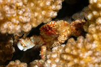Cymo quadrilobatus (Red Round Crab)