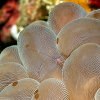 Vir philippinensis (Bubble Coral Shrimp)