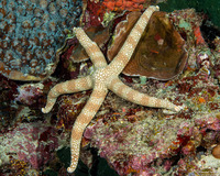 Nardoa tuberculata (Tuberculate Sea Star)