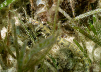 Corythoichthys haematopterus (Reeftop Pipefish)