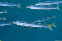 Sphyraena flavicauda (Yellowtail Barracuda)