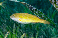 Leptoscarus vaigiensis (Seagrass Parrotfish)