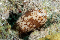 Conus striatus (Striate Cone)