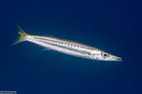 Sphyraena flavicauda (Yellowtail Barracuda)