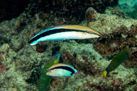 Aspidontus taeniatus (False Cleanerfish)