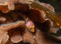 Primavelans insculpta (Fluted Bryozoan)