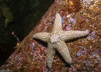 Pisaster brevispinus (Short-Spined Sea Star)