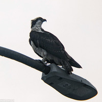 Pandion haliaetus (Osprey)