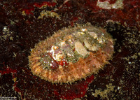 Mopalia ciliata (Hairy Chiton)